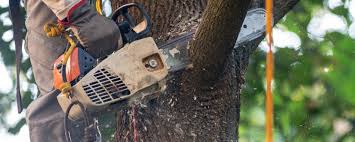 How Our Tree Care Process Works  in  Albany, LA